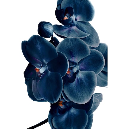 Blue Orchid Wall Art