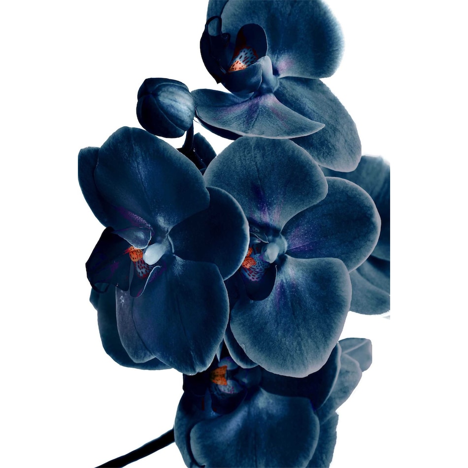 blue orchid blue wall art   