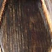 dark brown swatch  