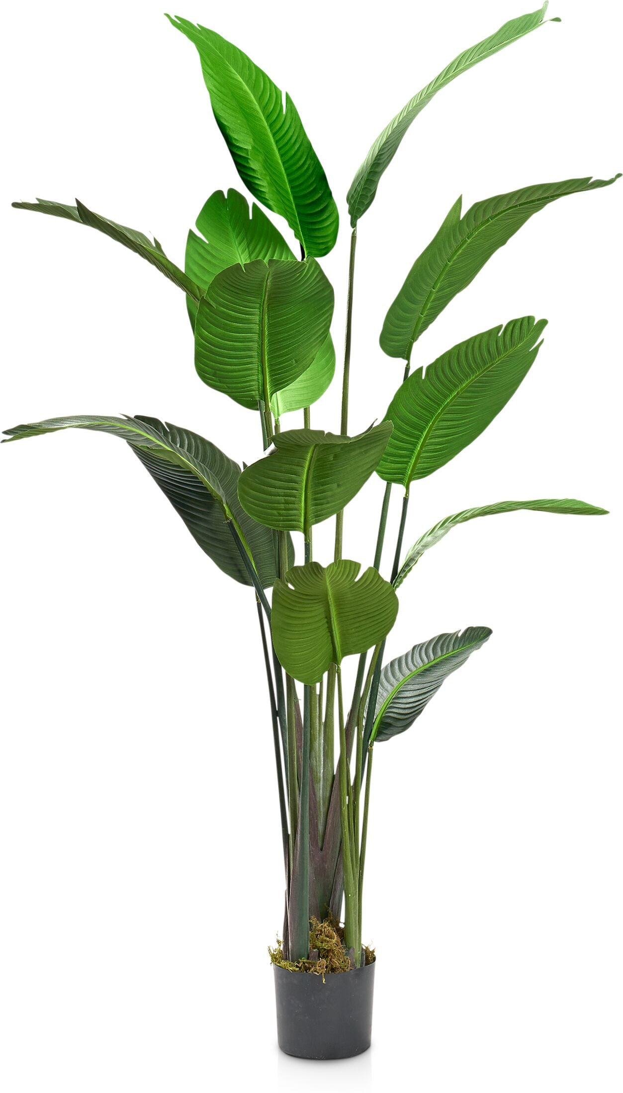 Faux Travelers Palm Tree American Signature Furniture