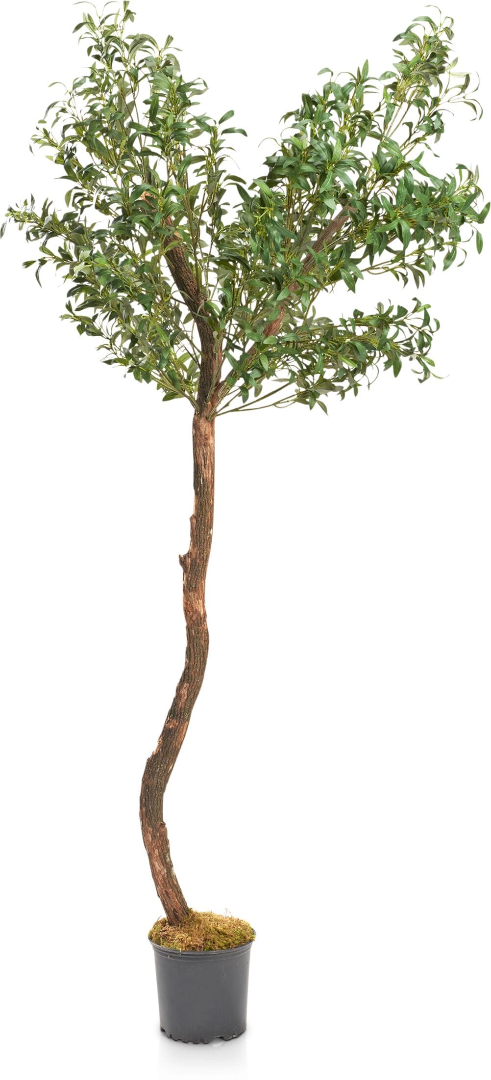 Faux Olive Tree American Signature Furniture