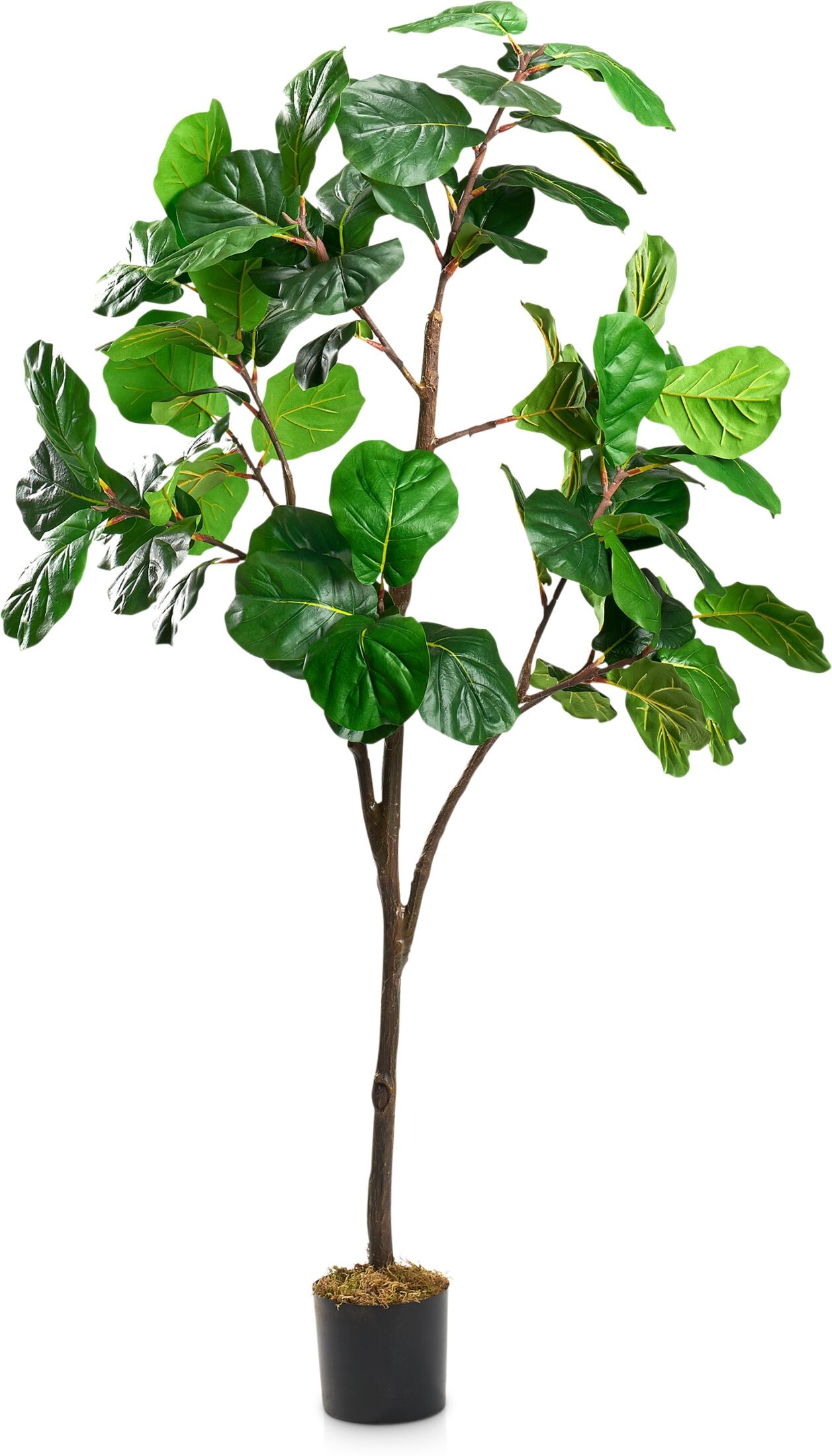 Faux Fiddle Leaf Fig Tree American Signature Furniture