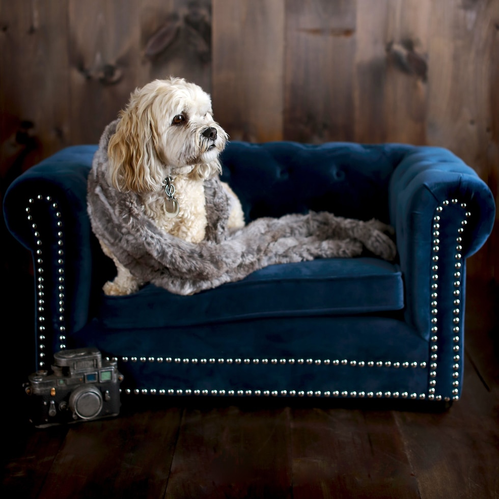 samson blue pet furniture   