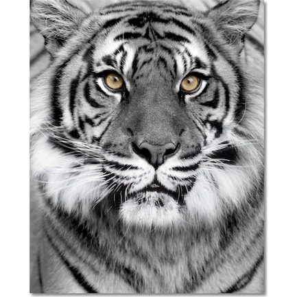 Tiger on Glass Wall Art