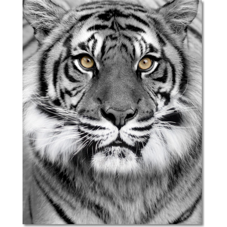 tiger on glass black wall art   